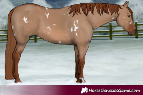 Horse Color:White Spotted Red Dun Rabicano