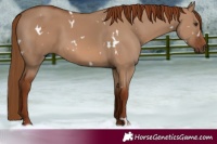 Horse Color:White Spotted Red Dun Rabicano 