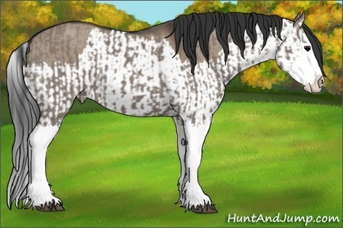 Horse Color:Grullo Sabino Splash and Brown Dun Sabino Splash
