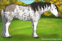 Horse Color:Grullo Sabino Splash and Brown Dun Sabino Splash
