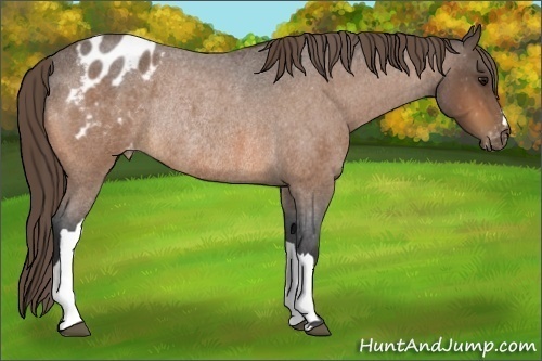 Horse Color:Buckskin Roan Appaloosa Rabicano 