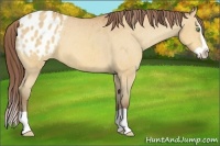 Horse Color:Amber Champagne Splash Appaloosa 