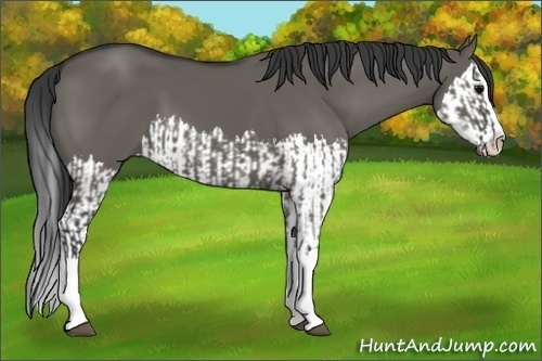 Horse Color:Grullo Sabino Splash  and Grullo Sabino Splash 