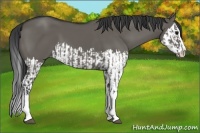 Horse Color:Grullo Sabino Splash  and Grullo Sabino Splash 