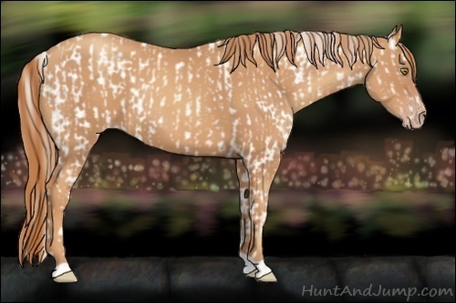 Horse Color:Gold Champagne Appaloosa and Gold Champagne