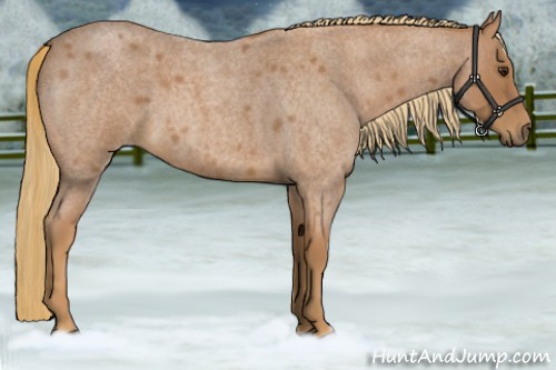 Horse Color:Red Roan 