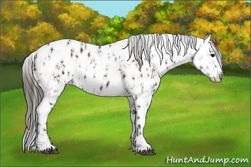 Horse Color:Brown Sabino Appaloosa  and Liver Chestnut Sabino Appaloosa 