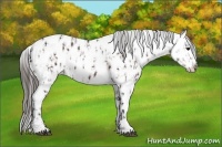 Horse Color:Brown Sabino Appaloosa and Liver Chestnut Sabino Appaloosa
