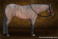 Horse Color:Bay Roan 