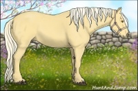 Horse Color:Palomino