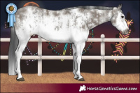 Horse Color:Grullo Sabino Splash  and Grullo Sabino Splash Frame 