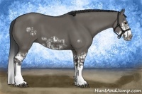 Horse Color:Grullo Sabino Splash  and Grullo Sabino Splash Frame 