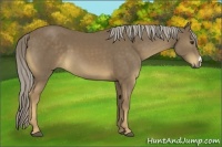 Horse Color:Chocolate Palomino 