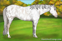 Horse Color:Gray Gold Champagne Near Leopard Rabicano 