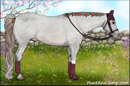 Horse Color:Buckskin Appaloosa 