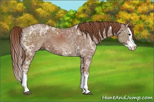 Horse Color:Chestnut Ice Sabino Splash