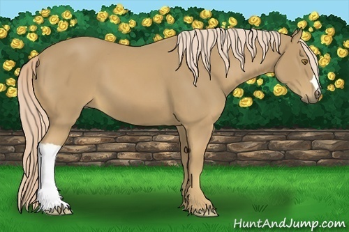 Horse Color:Palomino 