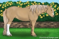 Horse Color:Palomino