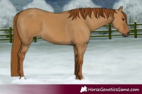 Horse Color:Gray Red Dun