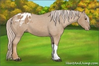 Horse Color:Palomino Appaloosa 