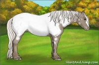 Horse Color:Silver Smoky Black Appaloosa 