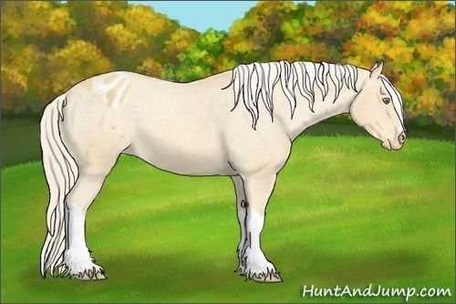 Horse Color:Gold Cream Champagne Appaloosa 