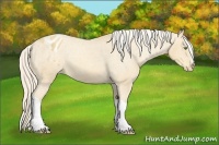 Horse Color:Gold Cream Champagne Appaloosa