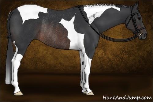 Horse Color:Brown Tobiano Rabicano 