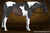 Horse Color:Brown Tobiano Rabicano