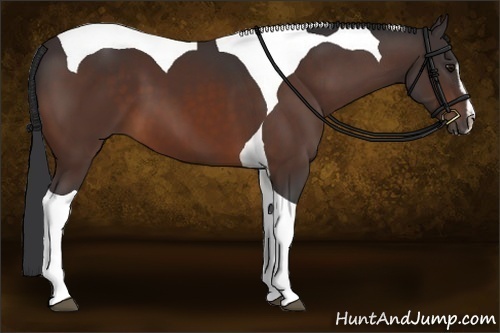Horse Color:Brown Sabino Tobiano