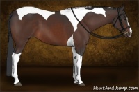 Horse Color:Brown Sabino Tobiano