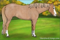 Horse Color:Red Roan Splash 