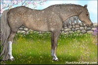 Horse Color:Chocolate Palomino 