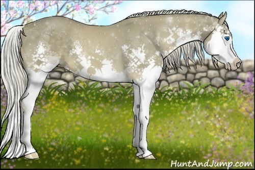 Horse Color:Chocolate Palomino Sabino Splash 