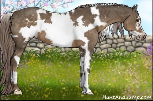Horse Color:White Spotted Chocolate Palomino Frame