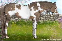 Horse Color:White Spotted Chocolate Palomino Frame 