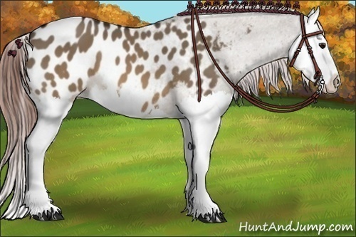 Horse Color:Brown Dun Splash Appaloosa