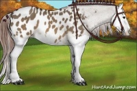 Horse Color:Brown Dun Splash Appaloosa 