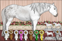 Horse Color:Gray Black Splash Appaloosa