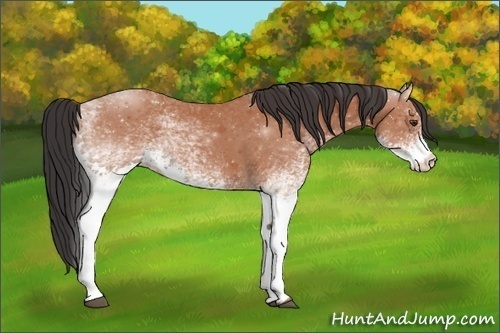 Horse Color:White Spotted Bay Roan