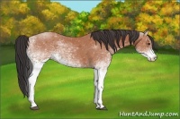 Horse Color:White Spotted Bay Roan