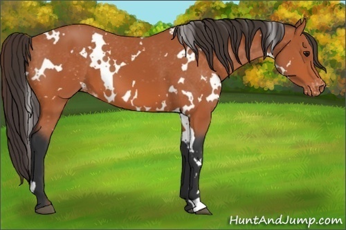 Horse Color:White Spotted Bay Appaloosa 