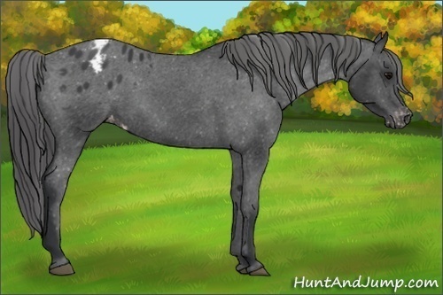 Horse Color:Black Appaloosa 
