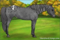 Horse Color:Black Appaloosa 