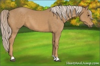 Horse Color:Palomino