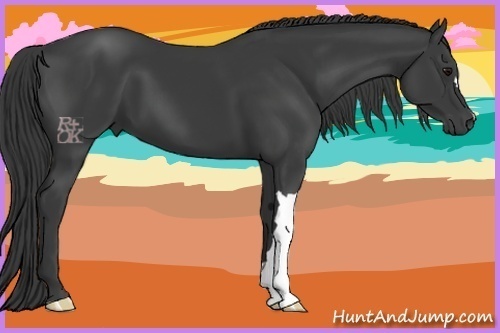 Horse Color:Smoky Black