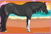 Horse Color:Smoky Black 