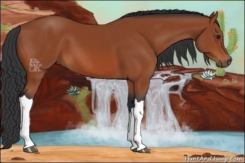 Horse Color:Bay 