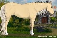 Horse Color:Palomino 