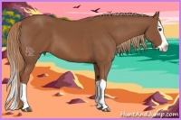Horse Color:Chestnut Splash